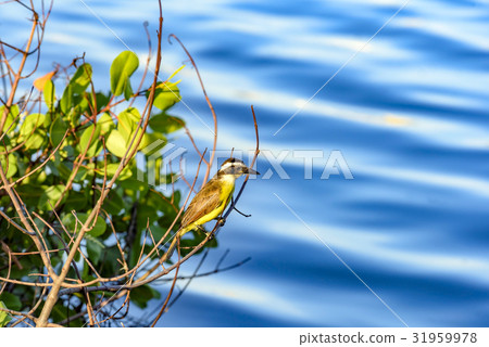 Great Kiskadee Great Kiskadee 31959978