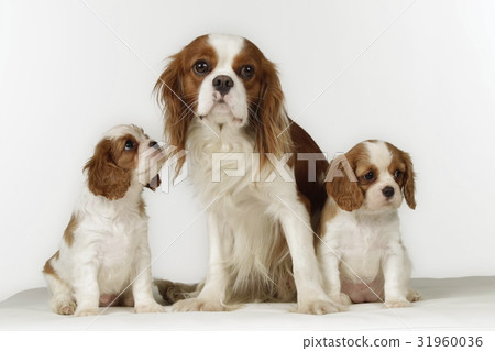 Cavalier king charles dog family Cavalier king charles dog family 31960036