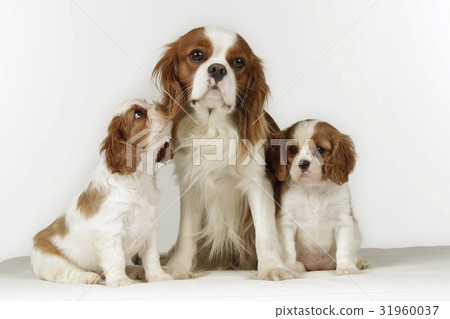 Cavalier king charles dog family 31960037