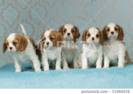 Cavalier king charles puppies on blue blanket Cavalier king charles puppies on blue blanket 31960038