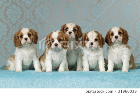 Cavalier king charles puppies on blue blanket 31960039