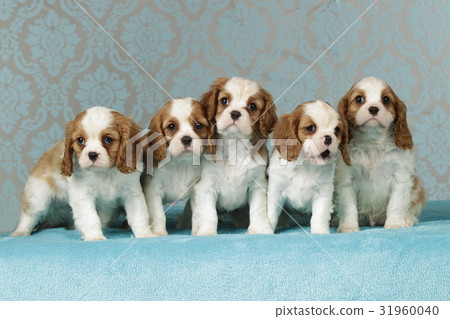 Cavalier king charles puppies on blue blanket Cavalier king charles puppies on blue blanket 31960040