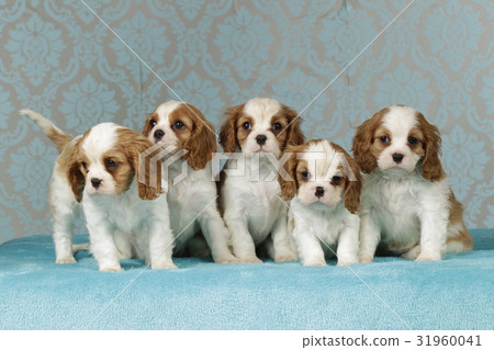Cavalier king charles puppies on blue blanket 31960041