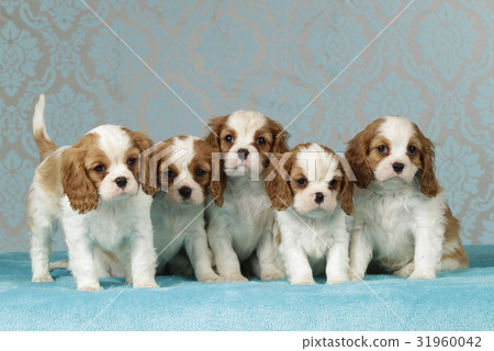 Cavalier king charles puppies on blue blanket Cavalier king charles puppies on blue blanket 31960042