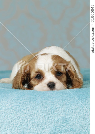 Cavalier king charles spaniel puppy Cavalier king charles spaniel puppy 31960043