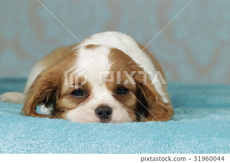 Cavalier king charles spaniel puppy Cavalier king charles spaniel puppy 31960044
