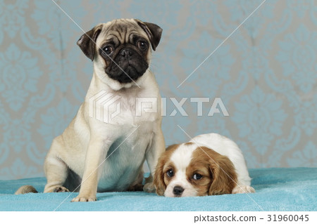 pug and spaniel puppy pug and spaniel puppy 31960045