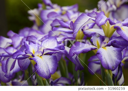 Flower irrita bloom 31960239