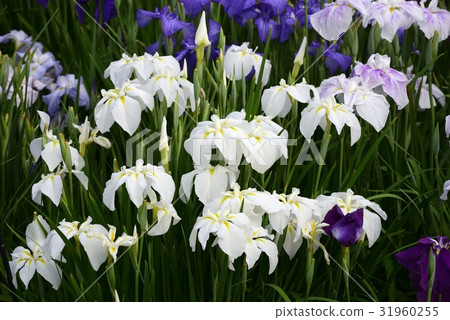 Flower irrita bloom 31960255