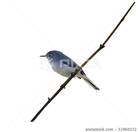 Blue-gray Gnatcatcher  on a branch 31960372