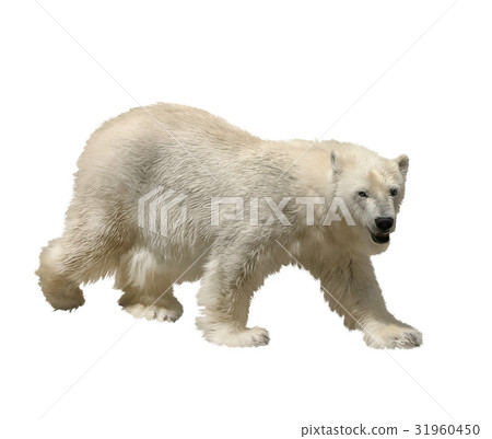 Polar Bear Watercolor 31960450