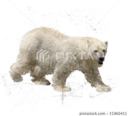 Polar Bear Watercolor 31960451