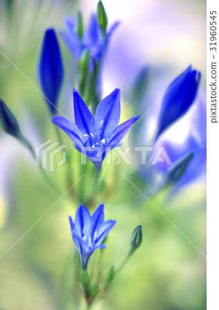 Blooming in the beginning of bloom 31960545