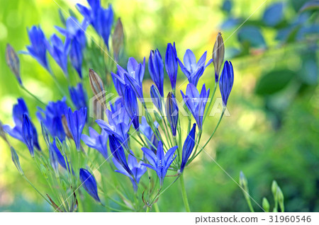 Broadia Broadia 31960546