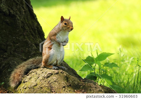 Squirrel Sciurus carolinensis Squirrel Sciurus carolinensis 31960603