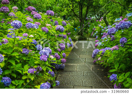 Ajiitsu and approaching roads of Honkoji Temple in Kota-cho, Aichi prefecture Ajiitsu and approaching roads of Honkoji Temple in Kota-cho, Aichi prefecture 31960660