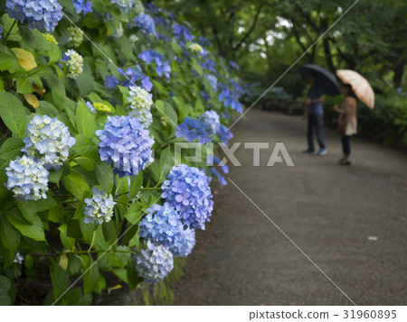 Hydrangea · rainy season 31960895