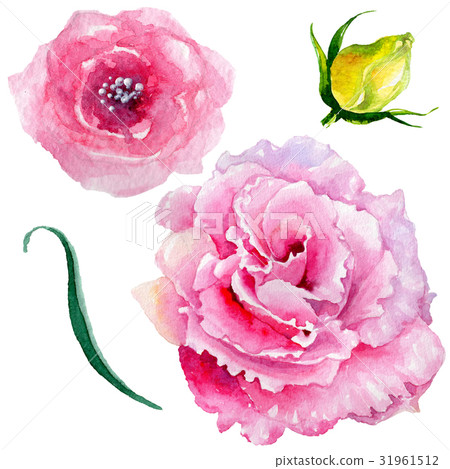 Wildflower rose flower in a watercolor style 31961512
