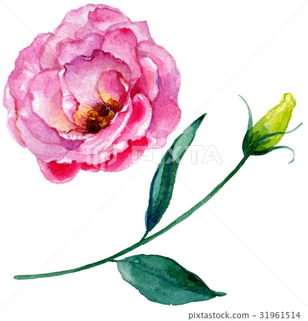 Wildflower rose flower in a watercolor style 31961514
