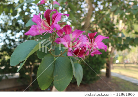 fresh beautiful red flowers fresh beautiful red flowers 31961900