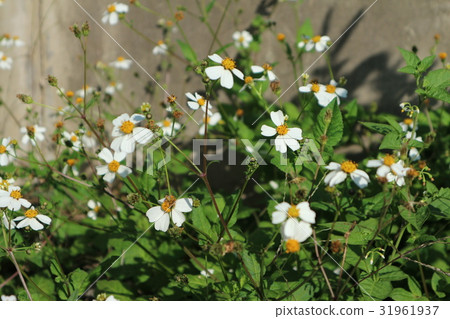 chrysanthemum flower 31961937
