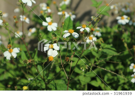 chrysanthemum flower 31961939