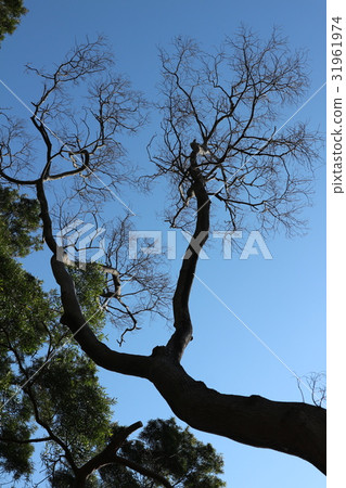 tree branch background texture tree branch background texture 31961974