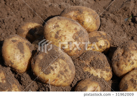 Digging organic potatoes from a home garden Digging organic potatoes from a home garden 31962009