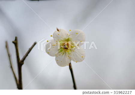梅花 梅花 31962227