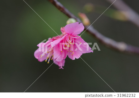 Cherry blossoms  31962232