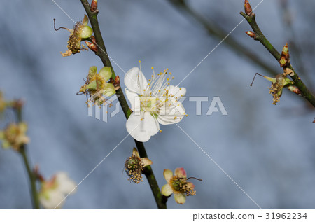 梅花 梅花 31962234