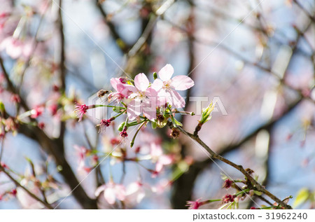 櫻花 31962240