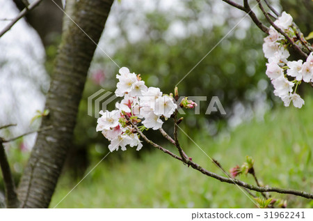 梅花 梅花 31962241