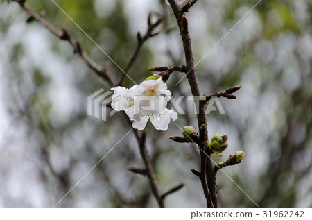 梅花 梅花 31962242