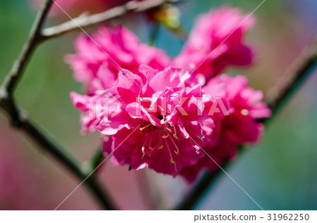 Cherry blossoms  31962250