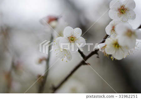 梅花 梅花 31962251