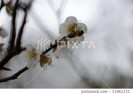 梅花 梅花 31962252