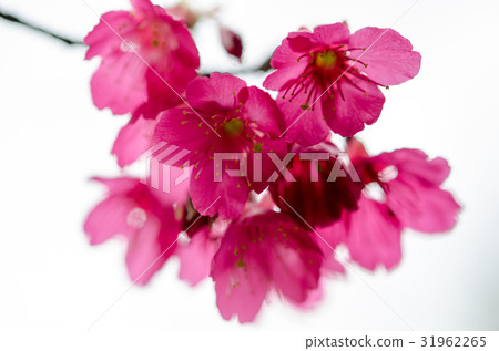 櫻花 櫻花 31962265