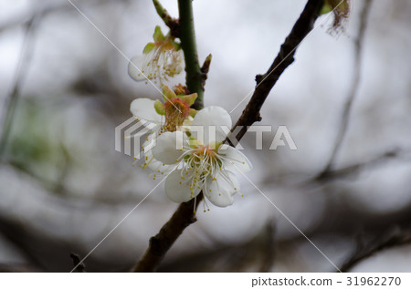 梅花 31962270