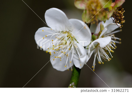 梅花 梅花 31962271