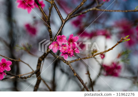 櫻花 櫻花 31962276
