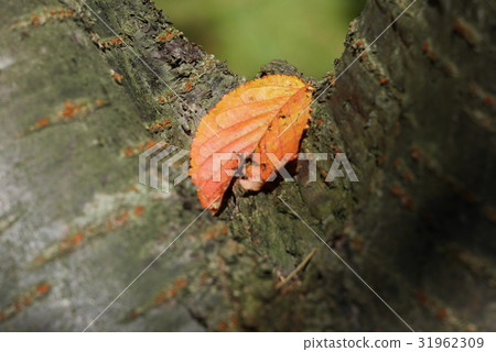 Fallen leaf in between tree trunks Fallen leaf in between tree trunks 31962309