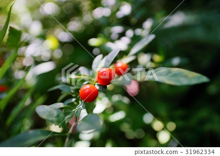 Fruit fruit Fruit fruit 31962334