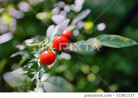 Fruit fruit 31962335