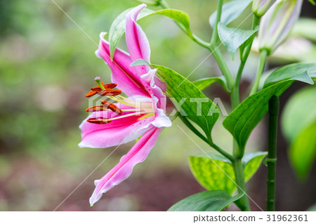 Lily flower Lily flower 31962361