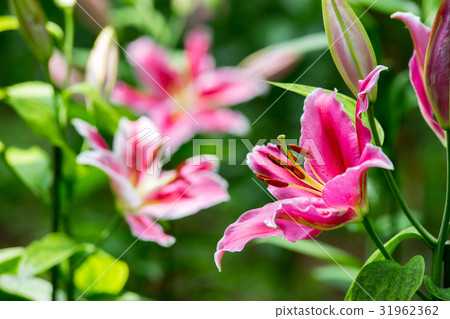 Lily flower Lily flower 31962362