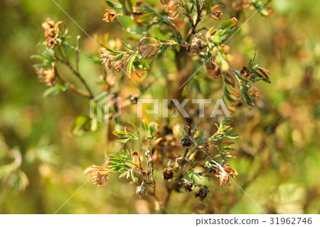 Texture. Flower leaves wither Texture. Flower leaves wither 31962746
