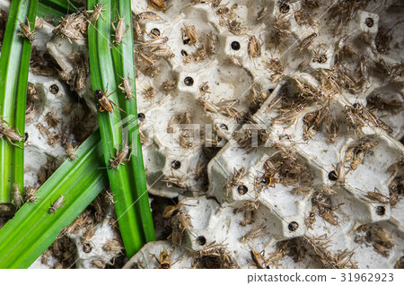 Crickets, poultry insects that are fed to fry Crickets, poultry insects that are fed to fry 31962923