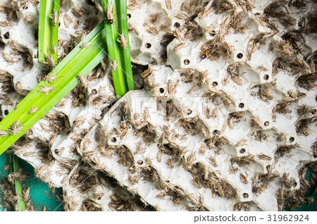 Crickets, poultry insects that are fed to fry Crickets, poultry insects that are fed to fry 31962924