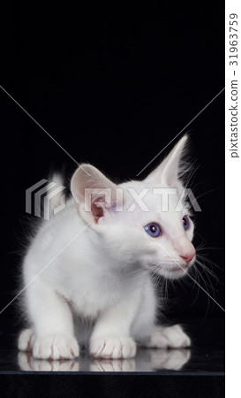 White siamese kitten sideways sitting 31963759